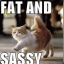 FatnSassyCat