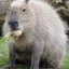 LargeCapybara