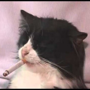 чилакскскс...💉 - steam id 76561199245207633