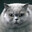 Kitty-Boom