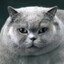 Kitty-Boom