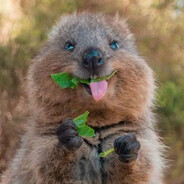Quokka
