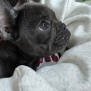 时代少年团丁俊辉