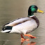 RBO|Ente