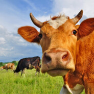 大角牛挺胸向前