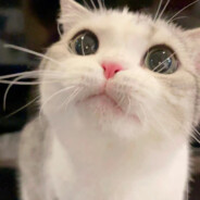 稳重的中年男士