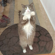 ks8lxv - steam id 76561199688144219