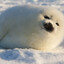 lil seal
