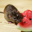 Avatar of Rat