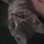 KittyVibe