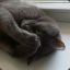 IcyCat