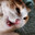 OrangeCat DeUs