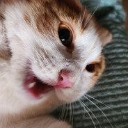 OrangeCat DeUs