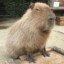 Lord Capybara