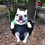 Dog metalhead