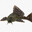 pleco