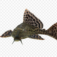 pleco