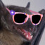 bat with glasses