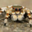 TarantulaK