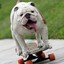 cachorro de skate