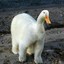 El Polar Duck