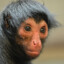 Taper Fade Monkey