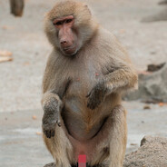 东山玉米田大将军