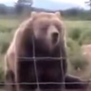 某西伯利亚大仓鼠