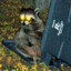 Raccoon Burglar