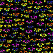 toffifee/Polish Gamer