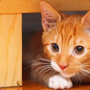 TheProCat