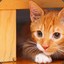 TheProCat