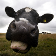 MooMoo