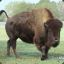 BisonBuffalo77