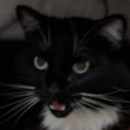 Mr. Mittens avatar