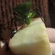 green buge eat apple so nice