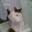 Adolf Kitler