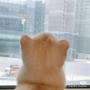 秦之之的狸花大王~