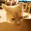 cardboard eater