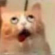 阿比猫是粘人精