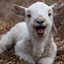 LambyLambs