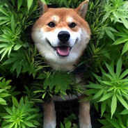 PiperTomato