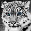 Snow *Leopard