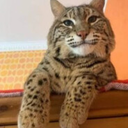 the gliswald goes brazy