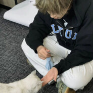 海鸥不再眷戀大海_