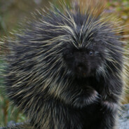 ДИКОБРАЗ БЛЯТЬ