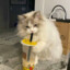 小猫蘸酱