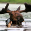 moose