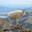 007