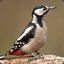 Mr. Woodpecker